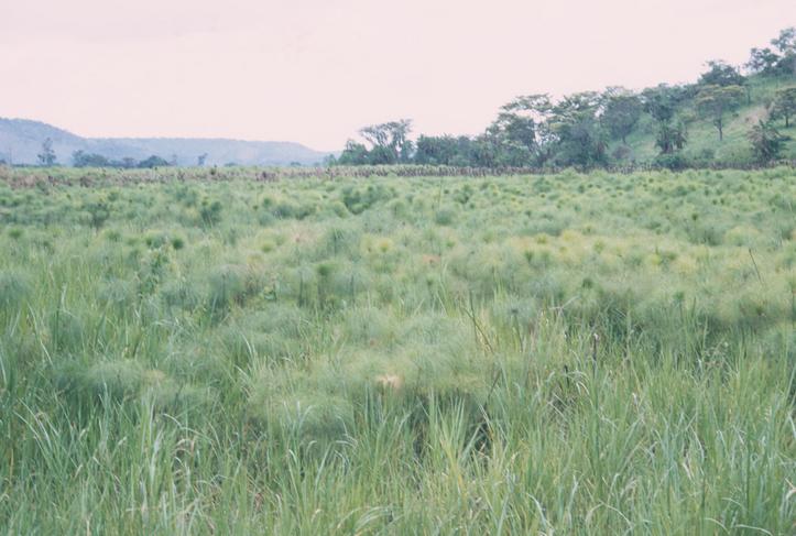 The Albertine Rift