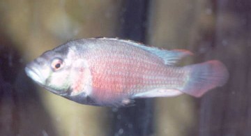 Haplochromis rubescens