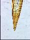Capparimyia melanaspis Bezzi, 1920