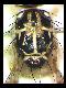 Capparimyia melanaspis Bezzi, 1920