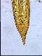 Capparimyia savastani Martelli, 1911