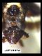 Carpophthoromyia dimidiata Bezzi, 1924
