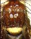 Carpophthoromyia dimidiata Bezzi, 1924