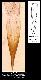 Bactrocera biguttula Bezzi, 1922
