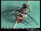 Bactrocera biguttula Bezzi, 1922