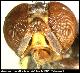 Bactrocera cogani White, 2006