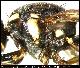 Bactrocera cogani White, 2006