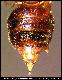 Bactrocera lucida Munro, 1939