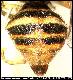 Bactrocera montyanus Munro, 1984