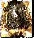 Bactrocera montyanus Munro, 1984
