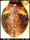 Dacus brevis Coquillett, 1901