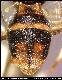 Dacus ceropegiae Munro, 1984