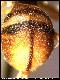 Dacus serratus Munro, 1984