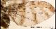 Ceratitis aliena Bezzi, 1920