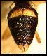 Dacus umbrilatus Munro, 1938