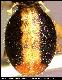 Dacus xanthopus Bezzy, 1924