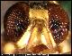 Dacus xanthopus Bezzy, 1924