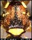Dacus xanthopus Bezzy, 1924