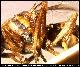 Dacus adenae Hering, 1940