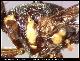 Dacus bequaerti Collart, 1935