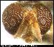 Dacus deltatus White, 2006