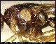 Dacus deltatus White, 2006