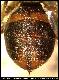 Dacus diastatus Munro, 1984