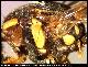 Dacus diastatus Munro, 1984