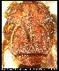 Dacus famona Hancock, 1985