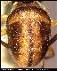 Dacus flavicrus Graham, 1910