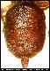 Dacus fuscinervis Malloch, 1932