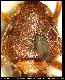 Dacus fuscinervis Malloch, 1932