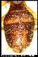 Dacus guineensis Hering, 1944