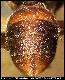 Dacus humeralis Bezzi, 1915