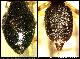 Dacus katonae Bezzi, 1924