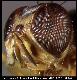 Dacus linearis Collart, 1935