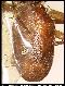 Dacus panpyrrhus Munro, 1984