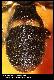 Dacus phimis Munro, 1984