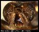 Dacus phimis Munro, 1984