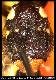 Dacus phimis Munro, 1984