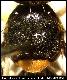 Dacus pulchralis White, 2006