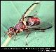 Dacus punctatifrons Karsch, 1887