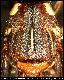 Dacus punctatifrons Karsch, 1887