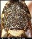 Dacus setilatens Munro, 1984