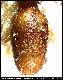 Dacus sphaerostigma Bezzi, 1924
