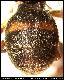 Dacus spissus Munro, 1984