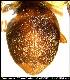 Dacus venetatus Munro, 1939