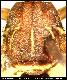 Dacus venetatus Munro, 1939