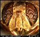 Dacus xanthopterus Bezzy, 1915
