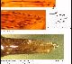 Dacus bistrigulatus Bezzi, 1908